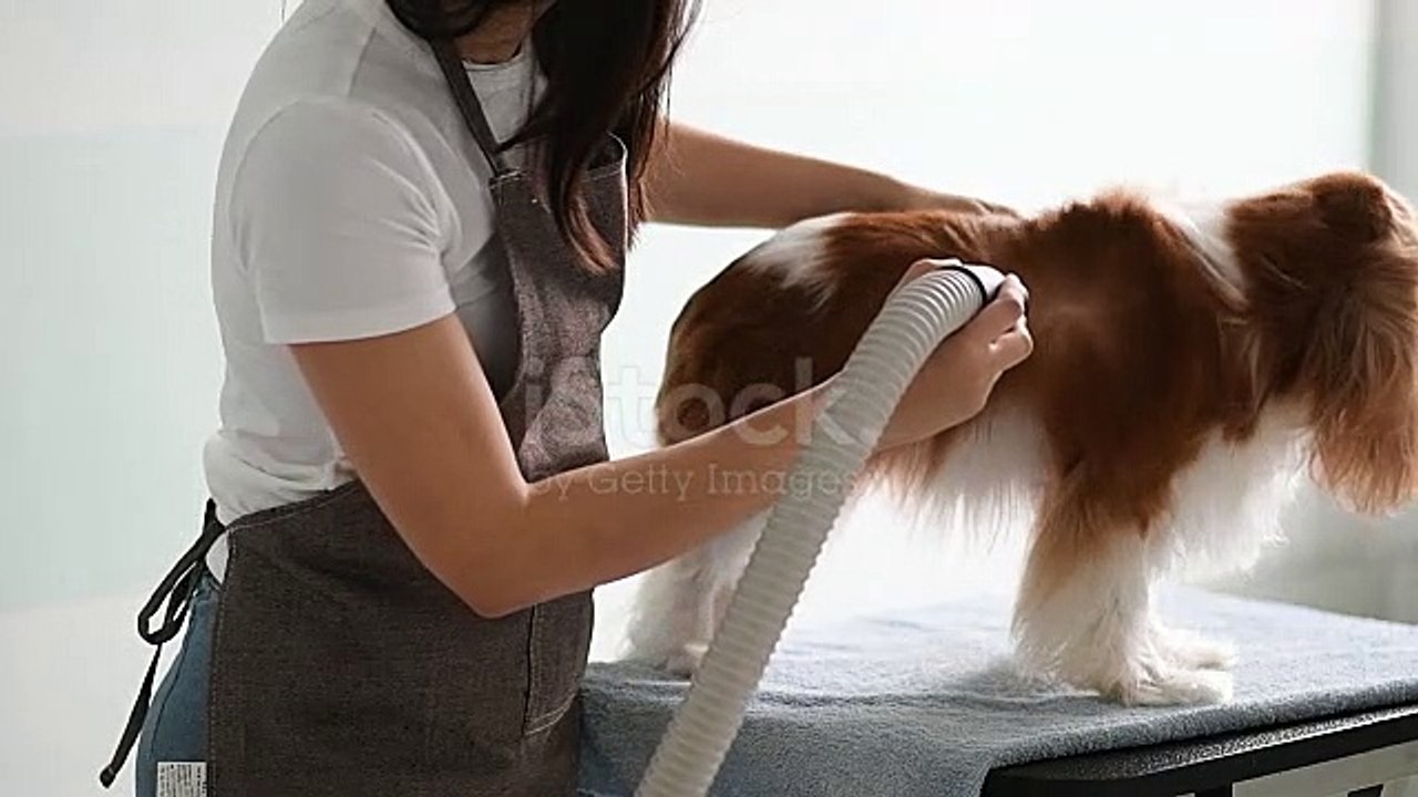 Free copyrights video of dog|| puppy bath video