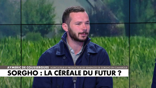 Aymeric De Coussergues : «Le sorgho est une plante d’avenir d’un point de vue climatique mais aussi d’un point de vue de la consommation»