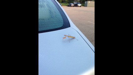 ProjectProject - Alex Dionisio