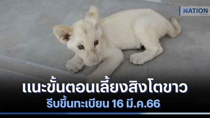 แนะขั้นตอนเลี้ยงสิงโตขาว รีบขึ้นทะเบียน 16 มี.ค.66 | เนชั่นทันข่าวเที่ยง | NationTV22