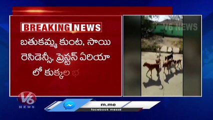 Jangaon Public In Panic With Stray Dog Menace, Fire On Municipal Officers  _ V6 News