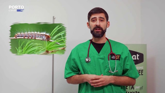 Veterinários Todo-o-Terreno, Episódio 17