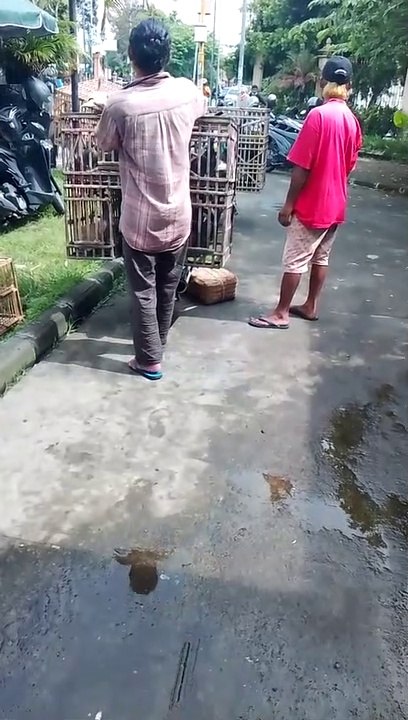 racing pigeon seller in yogyakarta indonesia, pigeon lover in yogyakarta indonesia