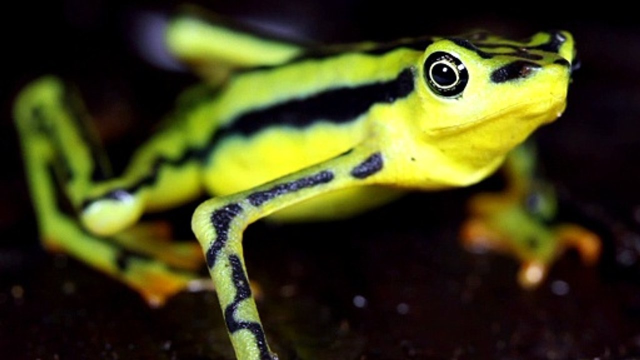 frog video HDR