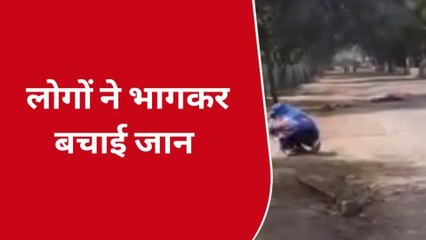 हापुड़: अचानक मधुमक्खियों ने वाहन सवार लोगों पर कर दिया हमला, कर दिया ये हाल