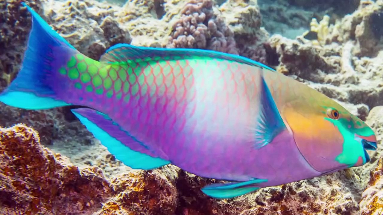 10 Most Beautiful Fish Species In The World - video Dailymotion