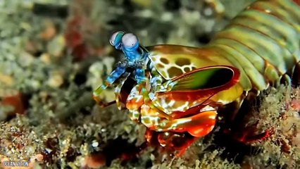 12 Mysterious Animals You'll See For The First Time (2)