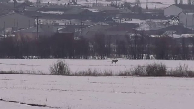 Kars'ta kurtlar yerleşim yerine indi