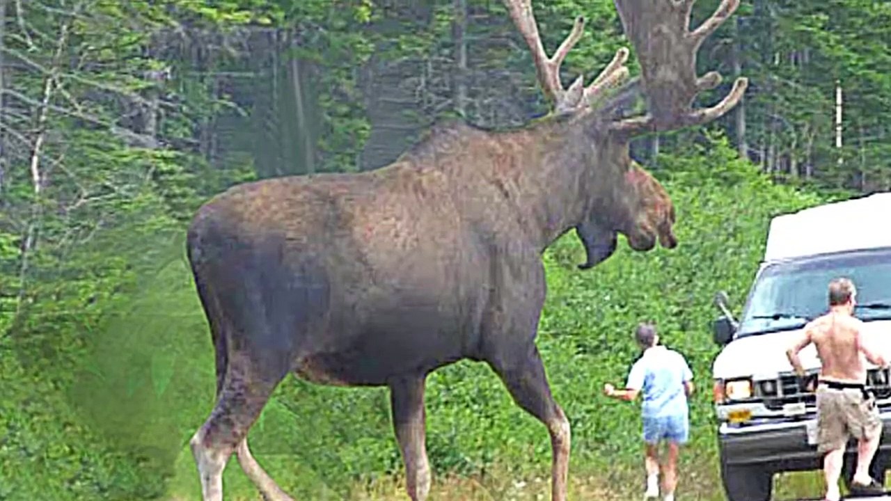 15 Abnormally Large Creatures Caught On Camera