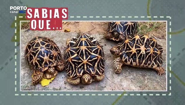 Veterinários - Sabias que… as tartarugas fêmeas são maiores do que os machos?