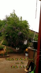 Después del día de lluvia una flor (Tacuarembó, Uruguay)