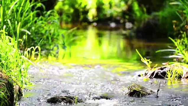 Soothing music for nerves Healing music for the heart and blood vessels, peaceful relaxation