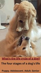 What's the life cycle of a dog