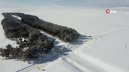 Kars’ta 20 bin çam ağacı görenleri büyülüyor