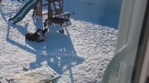 Naughty Yorkie gets Huskies to take his tiny jacket off him so he can enjoy snow to its fullest