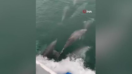 Sinop'ta yunus balıkları kayıkla böyle yarıştı