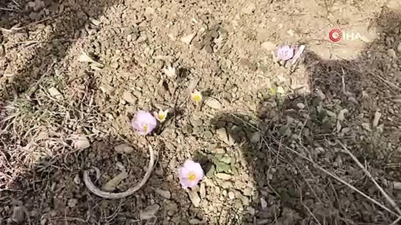 Baharın müjdecisi çiğdemler çiçek açtı, bozkır renklendi