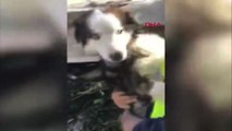 Sisma Turchia, soccorritori estraggono un cane vivo dalle macerie