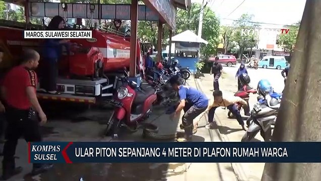 Ular Piton Sepanjang 4 Meter di Plafon Rumah Warga