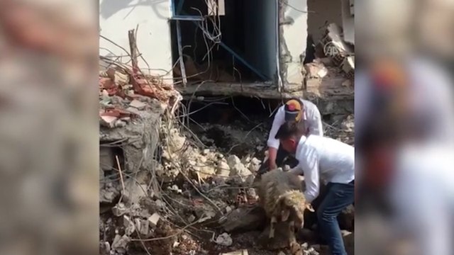 Enkaz altında kalan 5 küçükbaş hayvan kurtarıldı