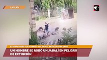 Un hombre se robó un jabalí en peligro de extinción