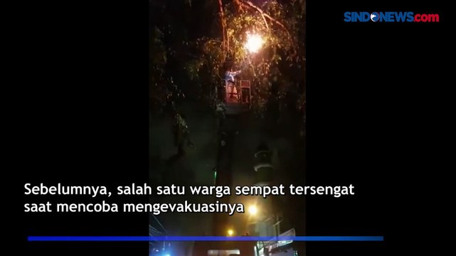 Evakuasi Sarang Tawon di Kota Medan Berlangsung Dramatis