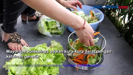 Wanita Cantik Kolektor Puluhan Kura-kura Bernilai hingga Rp3 Miliar di Surabaya