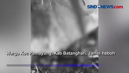 Heboh, Harimau Terkam Hewan Ternak Warga di Batanghari