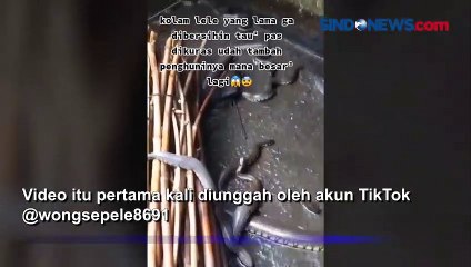 Viral, Kolam Lele Lama Tak Dibersihkan jadi Sarang Ular Gemuk-Gemuk