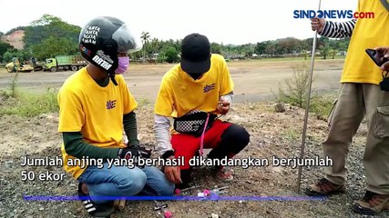 Jelang MotoGP, Anjing Liar di Mandalika Dikandangkan