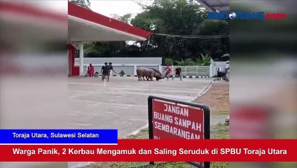 Warga Panik, 2 Kerbau Mengamuk dan Saling Seruduk di SPBU Toraja Utara