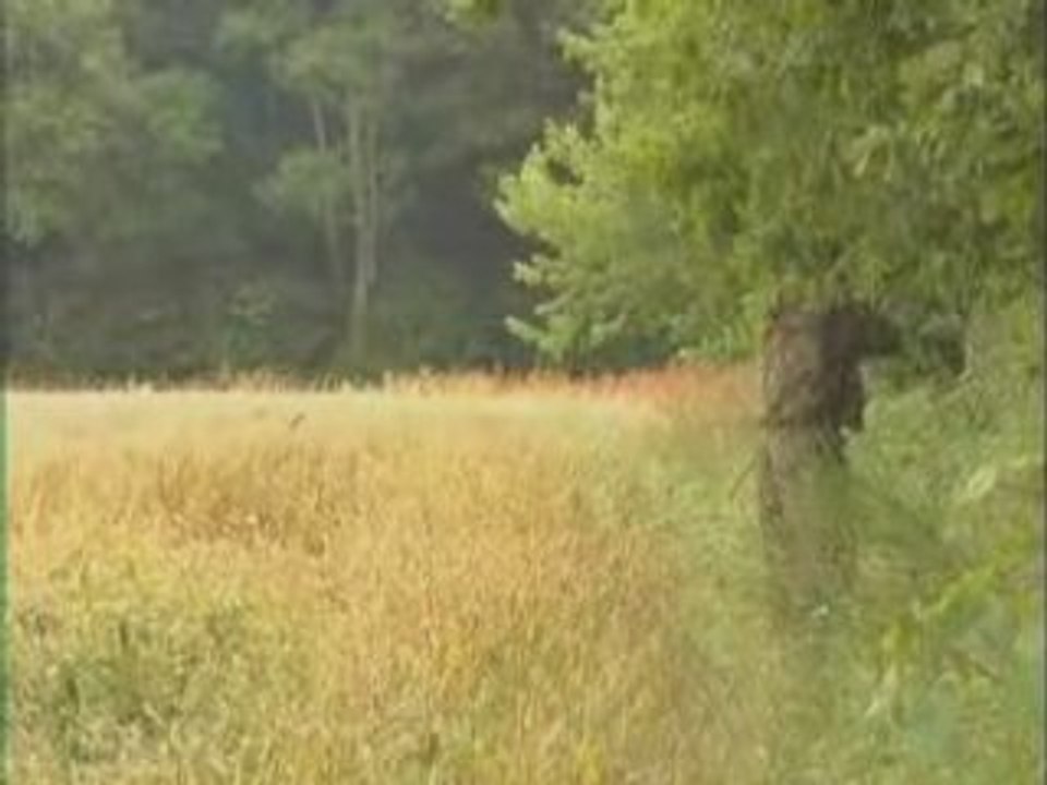 Chasse a l'Arc
