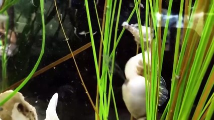 15 Pregnant Animals Before Giving Birth