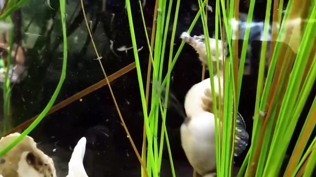 15 Pregnant Animals Before Giving Birth