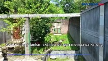 Pencurian Toko Sembako Terekam CCTV, Pelaku Beraksi dengan Karung di Mojokerto