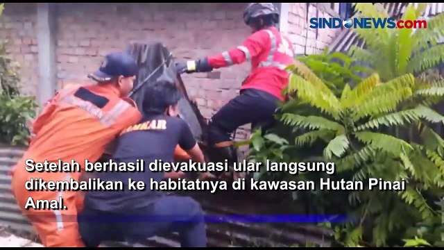 Tegang, Evakuasi Ular Piton Raksasa Diatap Rumah Warga di Tarakan