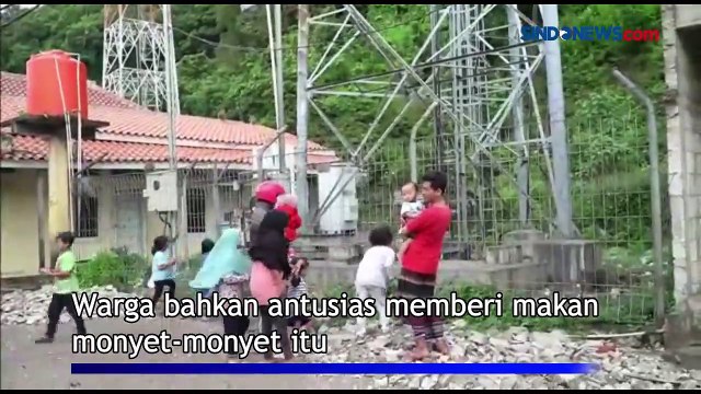 Puluhan Monyet Turun Gunung jadi Tontonan Warga di Cilegon
