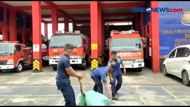 Habitatnya Rusak, Ular Piton Raksasa Masuk ke Pemukiman Berburu Ternak Warga Palopo