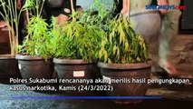 Tangkap Pemilik Ganja di Sukabumi, Polisi Temukan 16 Pohon Ganja dalam Pot