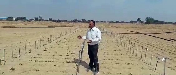 मूंगफली करेगी निहाल, भरपूर तेल वाली नई किस्म गिरनार