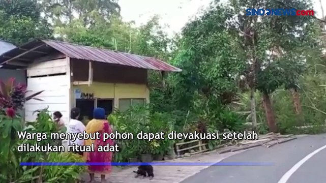 Pohon Beringin Keramat Tumbang di Tana Toraja, Evakuasi Menunggu Ritual Adat