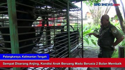 Sempat Diserang Anjing, Kondisi Anak Beruang Madu Berusia 2 Bulan Membaik