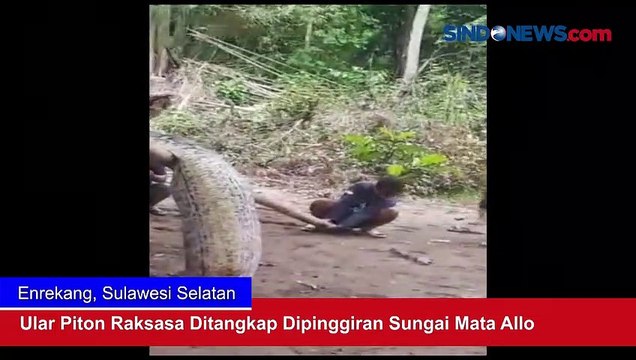 Ular Piton Raksasa Ditangkap Dipinggiran Sungai Mata Allo, Begini Penampakannya