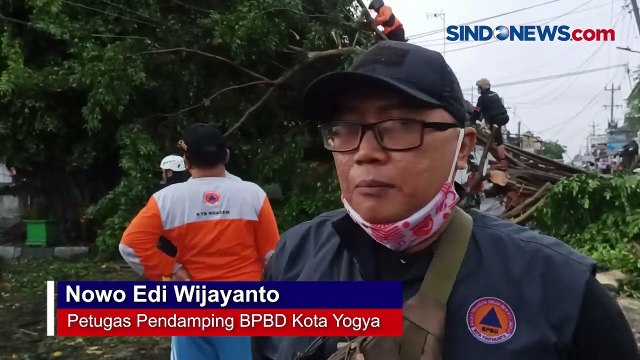 Hujan Disertai Angin, 4 Pohon Beringin Disekitar Alun - Alun Utara Yogya Tumbang