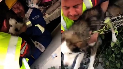 Husky found alive under rubble 23 days after Turkey earthquake