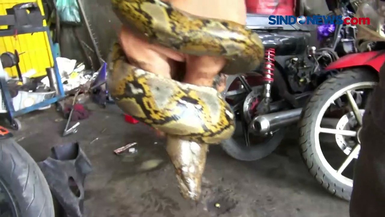 Ngeri, Ular Sanca Muncul dari Dalam Mobil dan Bersembunyi di Bengkel