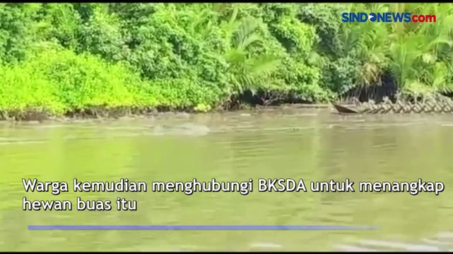 Buaya Raksasa Teror Pemancing dan Nelayan di Kumai