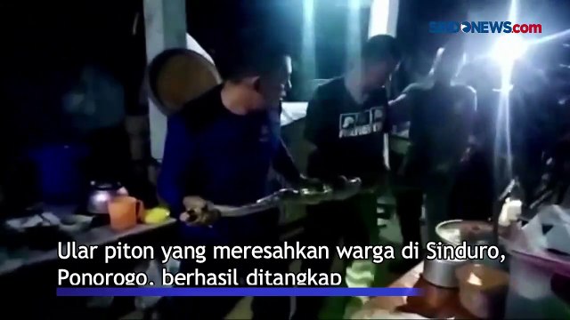 Evakuasi Ular Piton 3 Meter yang Mangsa Ternak dan Resahkan Warga Ponorogo
