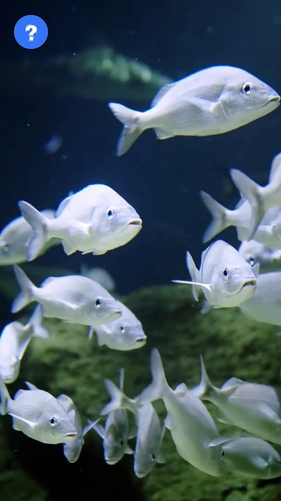 Fish in Polluted water Fact | Fish Unknown facts | know This #shorts