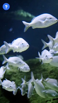 Fish in Polluted water Fact | Fish Unknown facts | know This #shorts